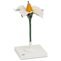 Modell Kartoffelblüte