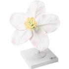Modell Apfelblüte
