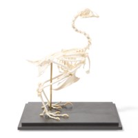 Skelett Huhn