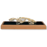 Skelett Ratte