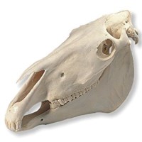 Schädel Pferd