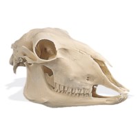 Schädel Schaf