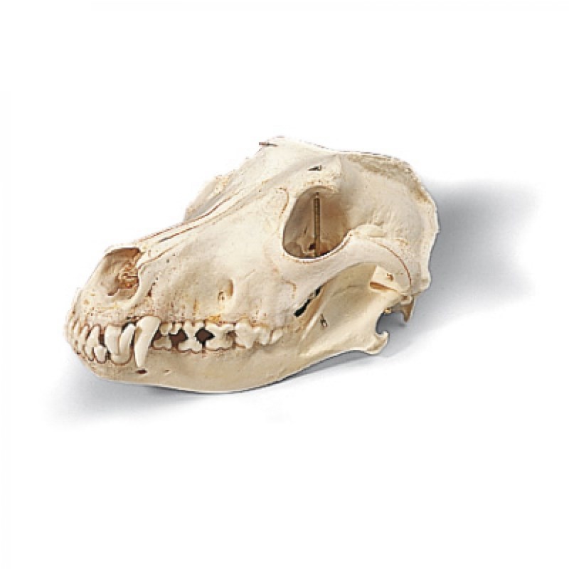 Schädel Hund Schädel Hund