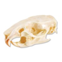 Schädel Ratte