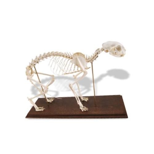 Skelett Katze Techni Science Deutschland