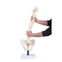 Modell Rückgrat flexibel