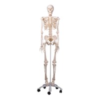 Skelett Mann flexibel