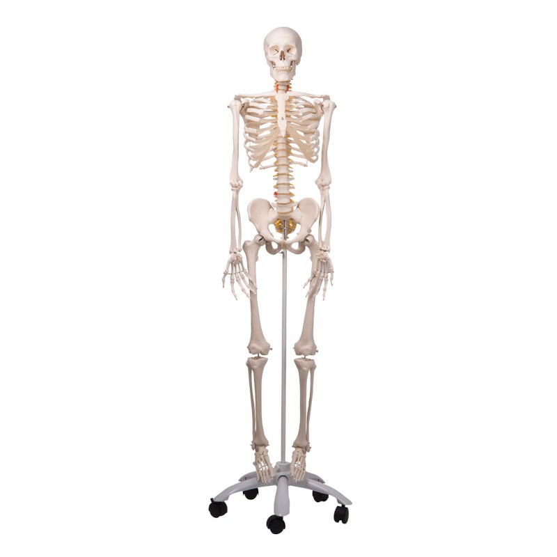 Skelett Mann flexibel