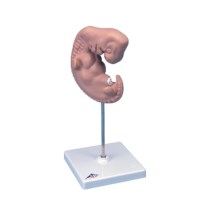 Modell Embryo 4 Wochen
