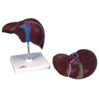 Modell Leber mit Gallenblase