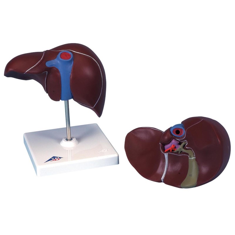 Modell Leber mit Gallenblase