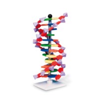 Mini DNA-Modell, Bausatz