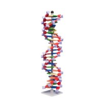 DNA-Modell Molymod (22 Schichten)