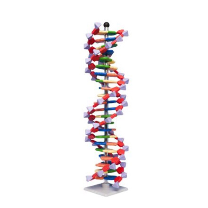 DNA-Modell Molymod (22 Schichten)