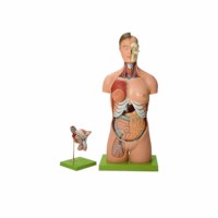 Torso 2 geschlechtlich mit Kopf Somso.