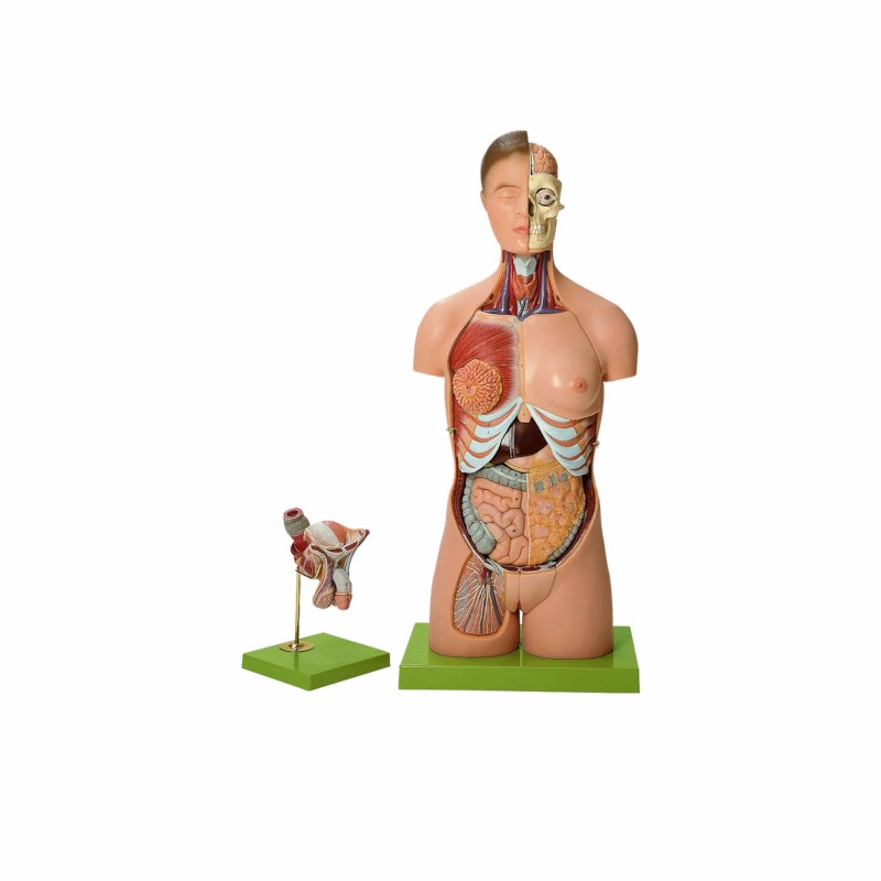 Torso 2 geschlechtlich mit Kopf Somso.