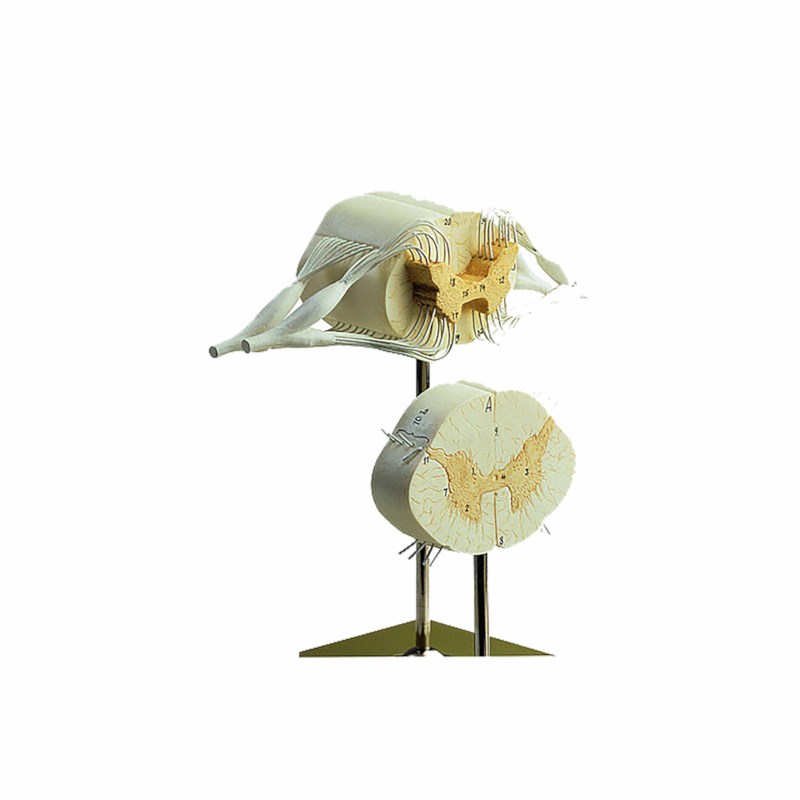 Modell Nervenzelle Somso