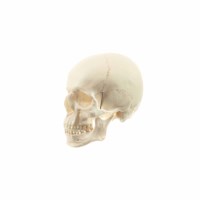 Modell Totenkopf Somso