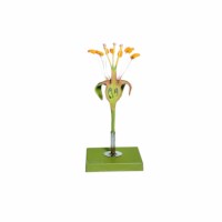 Apfelblüte, Längendurchschnitt - SOMSO