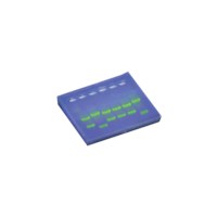 SYBR® Safe Stain #608