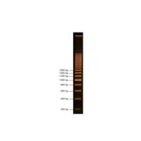 200 bp DNA Leiter (für 20 Gels) #756