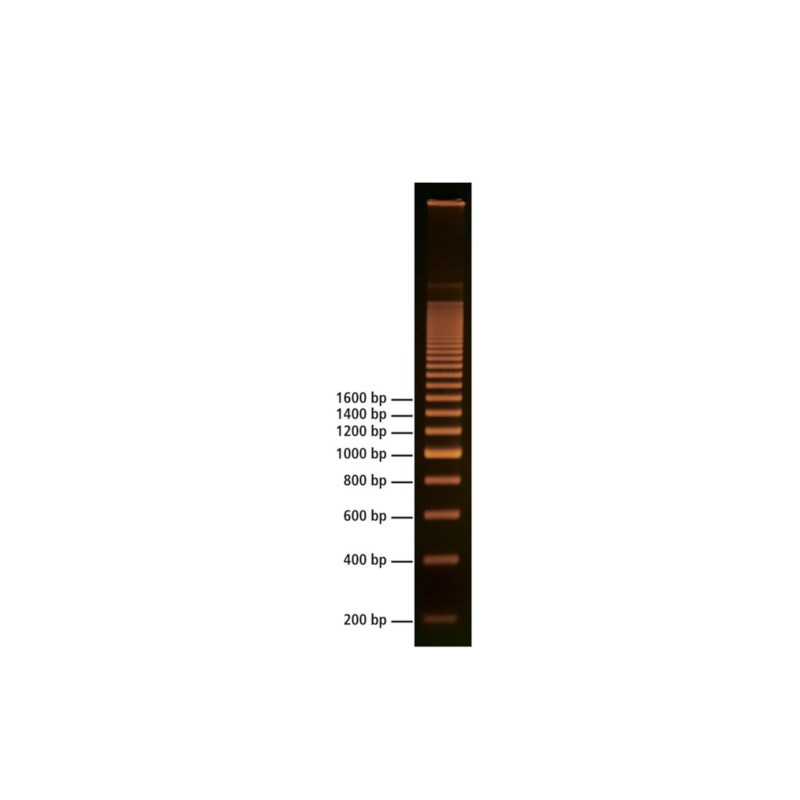 200 bp DNA Leiter (für 20 Gels) #756