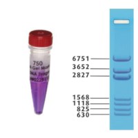 Edvotek Standard DNA Markers #750-1
