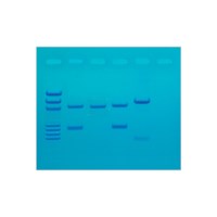 DNA Fingerprinting - PCR amplificatie - 8 gels #130