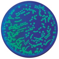Transformiere E. coli mit grün fluoreszierendem Protein # 223