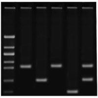 Edvotek DNA Fingerprinting Using PCR #371