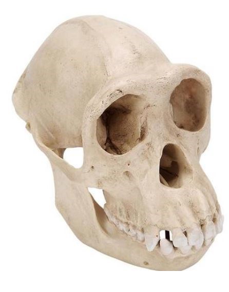 Schimpansenschädel, (Pan troglodytes feminam), weiblich, Replikat
