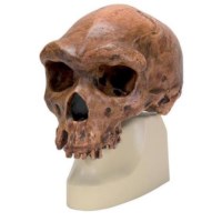 Schädelreplikat Homo rhodesiensis (Broken HillŸ Woodward, 1921)
