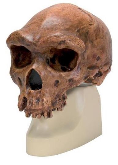 Schädelreplikat Homo rhodesiensis (Broken HillŸ Woodward, 1921)
