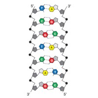 Edvotek - What Does DNA Look Like? # S-10