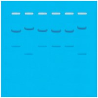 DNA Fingerprinting - Restriktionsenzyme - 8 gels#109