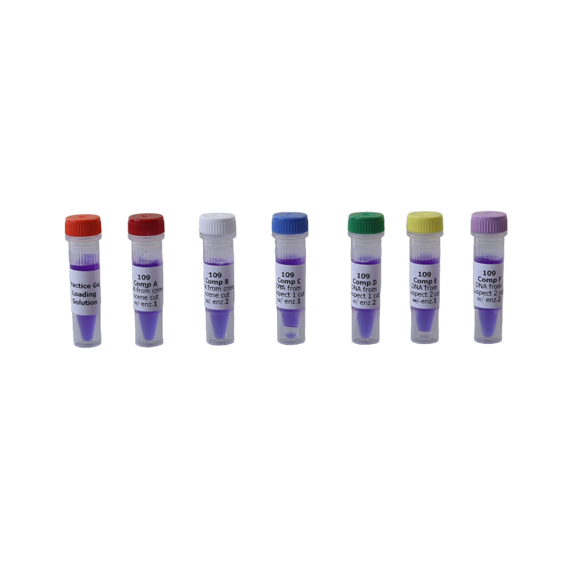 DNA-Proben für 24 Gele DNA-Fingerprinting - Restriktionsenzyme