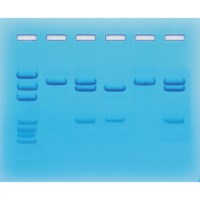 Nukleinsäuretest für COVID-19