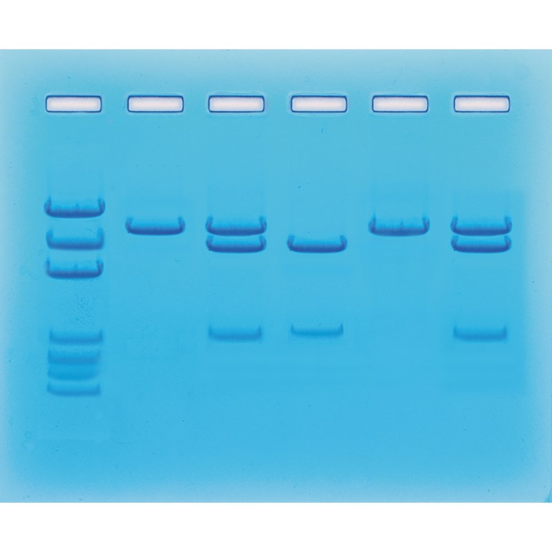 Nukleinsäuretest für COVID-19