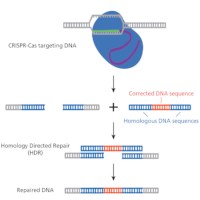 Edvotek - Using CRISPR To Treat Cystic Fibrosis #135