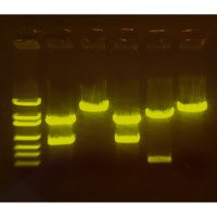 Edvotek - A-maize-ing Editing: Using CRISPR to Improve Crops #210