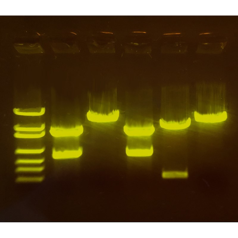 Edvotek - A-maize-ing Editing: Using CRISPR to Improve Crops #210