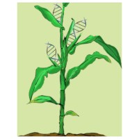 Edvotek - A-maize-ing Editing: Using CRISPR to Improve Crops #210