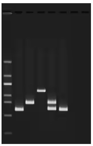 Wasserqualitätstests III: Multiplex-PCR-Tests von Wasserverunreinigungen