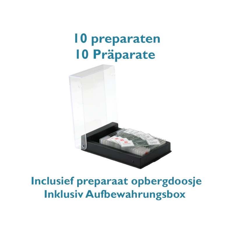 Preparat Insekten, Vier Beintypen: Honigbiene, Stubenfliege, Steinmücke und Spinne