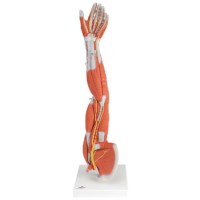 Model Spieren van de arm