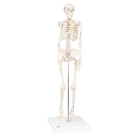 Skelet Shorty 80 cm op voet