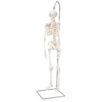 Skelet Shorty 80 cm hangend