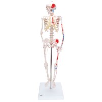Skelet Shorty 80 cm met spieren  op voet