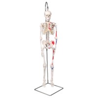 Skelet Shorty 80 cm met spieren  hangend