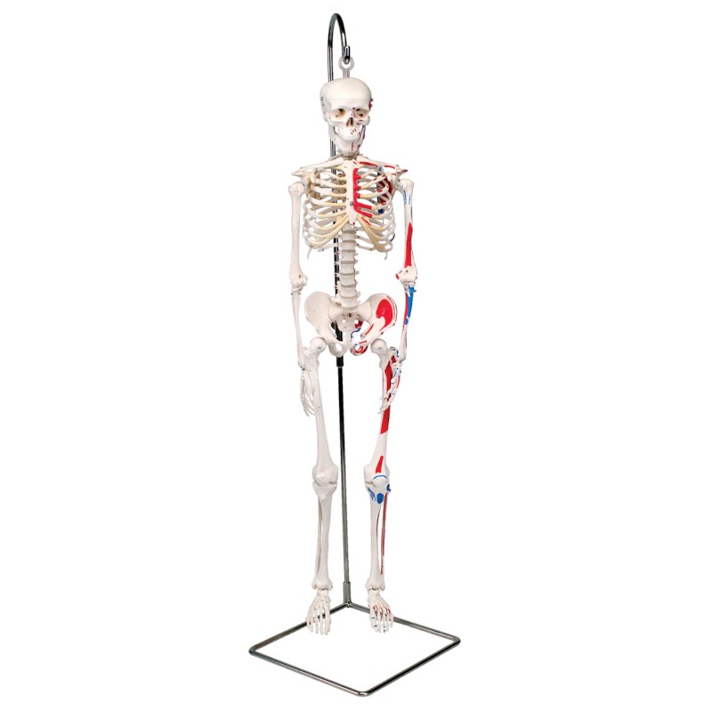 Skelet Shorty 80 cm met spieren  hangend